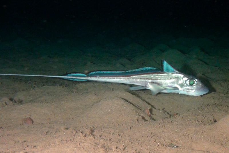 Investigando los avistamientos de criaturas marinas desconocidas